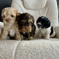 MJ Maverick Jr, a male Cockapoo for sale in Neillsville, WI – Photo 9 of 10