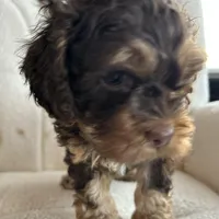 MJ Maverick Jr, a male Cockapoo for sale in Neillsville, WI – Photo 6 of 10