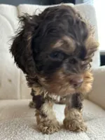 MJ Maverick Jr, a male Cockapoo for sale in Neillsville, WI – Photo 6 of 10