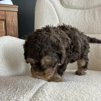 MJ Maverick Jr, a male Cockapoo for sale in Neillsville, WI – Photo 7 of 10