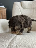 MJ Maverick Jr, a male Cockapoo for sale in Neillsville, WI – Photo 7 of 10