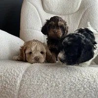 MJ Maverick Jr, a male Cockapoo for sale in Neillsville, WI – Photo 10 of 10