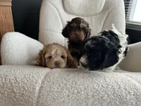 MJ Maverick Jr, a male Cockapoo for sale in Neillsville, WI – Photo 10 of 10