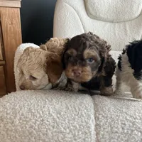 MJ Maverick Jr, a male Cockapoo for sale in Neillsville, WI – Photo 8 of 10