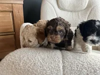 MJ Maverick Jr, a male Cockapoo for sale in Neillsville, WI – Photo 8 of 10