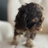 MJ Maverick Jr, a male Cockapoo for sale in Neillsville, WI – Photo 3 of 10