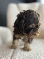 MJ Maverick Jr, a male Cockapoo for sale in Neillsville, WI – Photo 3 of 10