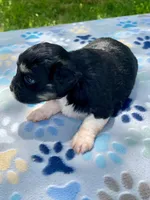 Jet, a female Havanese and Toy Australian Shepherd for sale in Warrensburg, MO – Photo 5 of 8