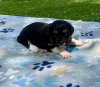Jet, a female Havanese and Toy Australian Shepherd for sale in Warrensburg, MO – Photo 3 of 8