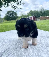 Jet, a female Havanese and Toy Australian Shepherd for sale in Warrensburg, MO – Photo 2 of 8