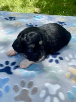 Jet, a female Havanese and Toy Australian Shepherd for sale in Warrensburg, MO – Photo 4 of 8