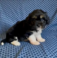 Jet, a female Havanese and Toy Australian Shepherd for sale in Warrensburg, MO – Photo 1 of 8