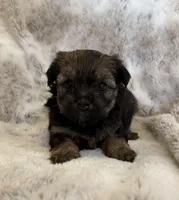  Lilly Mae, a female Havanese and Toy Australian Shepherd for sale in Warrensburg, MO – Photo 2 of 2