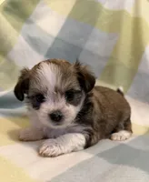 Tink, a female Havanese and Toy Australian Shepherd for sale in Warrensburg, MO – Photo 1 of 2
