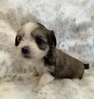 Tink, a female Havanese and Toy Australian Shepherd for sale in Warrensburg, MO – Photo 2 of 2