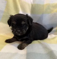 Shelby, a female Havanese and Toy Australian Shepherd for sale in Warrensburg, MO – Photo 1 of 2