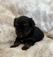Shelby, a female Havanese and Toy Australian Shepherd for sale in Warrensburg, MO – Photo 2 of 2