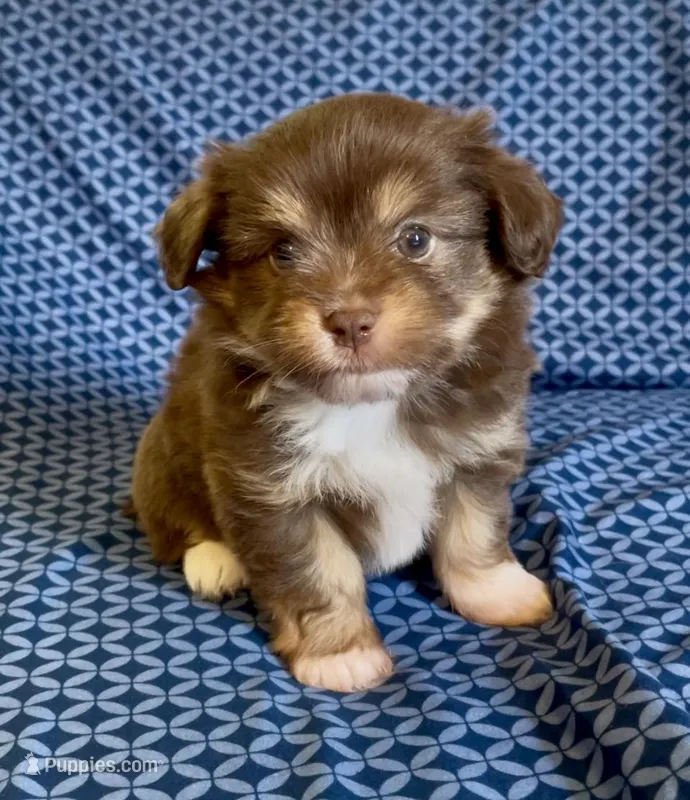 Mabel, a female Havanese and Toy Australian Shepherd for sale in Warrensburg, MO – Photo 1 of 4