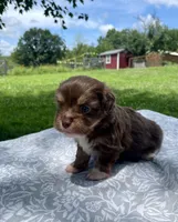 Mabel, a female Havanese and Toy Australian Shepherd for sale in Warrensburg, MO – Photo 4 of 4