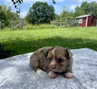 Miss Piggy, a female Havanese and Toy Australian Shepherd for sale in Warrensburg, MO – Photo 2 of 4