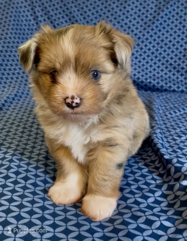 Miss Piggy, a female Havanese and Toy Australian Shepherd for sale in Warrensburg, MO – Photo 1 of 4