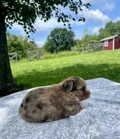 Miss Piggy, a female Havanese and Toy Australian Shepherd for sale in Warrensburg, MO – Photo 4 of 4