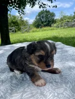 Dipper, a male Havanese and Toy Australian Shepherd for sale in Warrensburg, MO – Photo 1 of 3