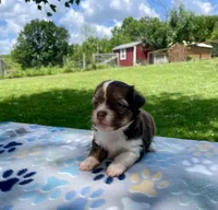 Lorelai, a female Havanese and Toy Australian Shepherd for sale in Warrensburg, MO – Photo 2 of 4