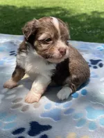 Lorelai, a female Havanese and Toy Australian Shepherd for sale in Warrensburg, MO – Photo 3 of 4