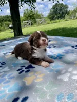 Lorelai, a female Havanese and Toy Australian Shepherd for sale in Warrensburg, MO – Photo 4 of 4