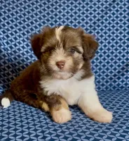 Lorelai, a female Havanese and Toy Australian Shepherd for sale in Warrensburg, MO – Photo 1 of 4