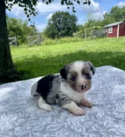 Opal, a female Havanese and Toy Australian Shepherd for sale in Warrensburg, MO – Photo 3 of 5
