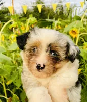 Opal, a female Havanese and Toy Australian Shepherd for sale in Warrensburg, MO – Photo 1 of 5