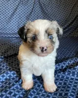 Opal, a female Havanese and Toy Australian Shepherd for sale in Warrensburg, MO – Photo 2 of 5