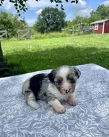 Opal, a female Havanese and Toy Australian Shepherd for sale in Warrensburg, MO – Photo 5 of 5