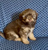 Bruce, a male Havanese and Toy Australian Shepherd for sale in Warrensburg, MO – Photo 1 of 5