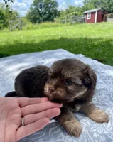 Bruce, a male Havanese and Toy Australian Shepherd for sale in Warrensburg, MO – Photo 5 of 5
