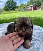 Bruce, a male Havanese and Toy Australian Shepherd for sale in Warrensburg, MO – Photo 4 of 5