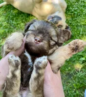 Bruce, a male Havanese and Toy Australian Shepherd for sale in Warrensburg, MO – Photo 2 of 5