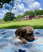 Bruce, a male Havanese and Toy Australian Shepherd for sale in Warrensburg, MO – Photo 3 of 5