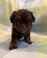 Meadow, a female Havanese and Toy Australian Shepherd for sale in Warrensburg, MO – Photo 1 of 2