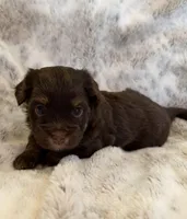 Meadow, a female Havanese and Toy Australian Shepherd for sale in Warrensburg, MO – Photo 2 of 2