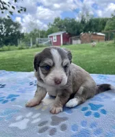 Olive, a female Havanese and Toy Australian Shepherd for sale in Warrensburg, MO – Photo 3 of 3