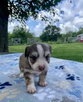 Olive, a female Havanese and Toy Australian Shepherd for sale in Warrensburg, MO – Photo 2 of 3