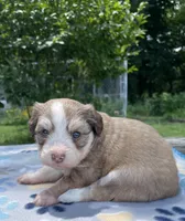 Olive, a female Havanese and Toy Australian Shepherd for sale in Warrensburg, MO – Photo 1 of 3
