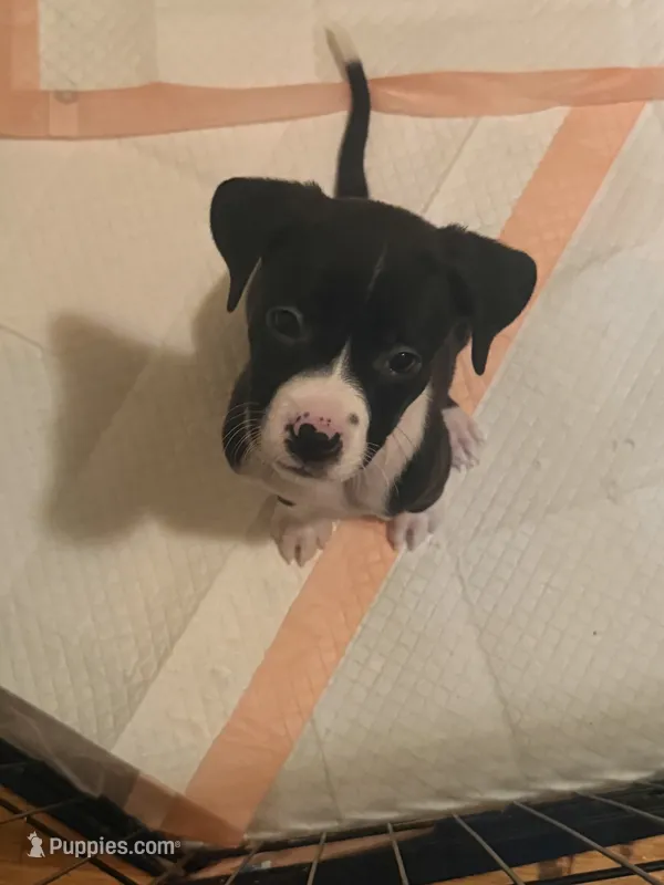 Stacks – Boxer, American Pit Bull Terrier puppy for sale in New York, NY