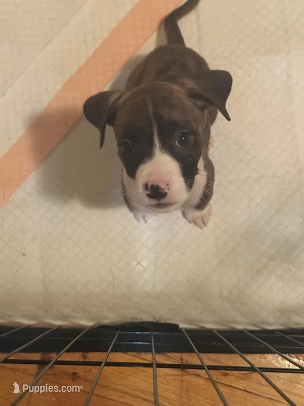 Pop off – Boxer, American Pit Bull Terrier puppy for sale in New York, NY