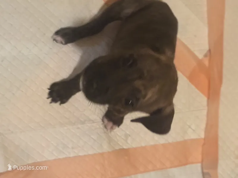 Tiny – Boxer, American Pit Bull Terrier puppy for sale in New York, NY