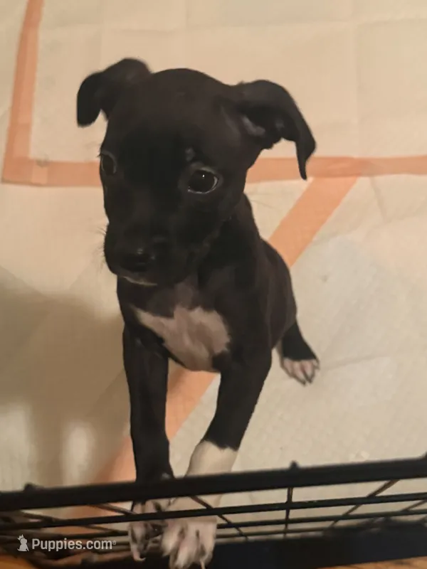 Midnight – Boxer, American Pit Bull Terrier puppy for sale in New York, NY