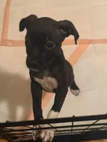 Midnight, a male Boxer and American Pit Bull Terrier for sale in New York, NY – 1 of 1